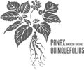 American ginseng plant silhouette vector illustration