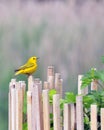 American Gold Finch Royalty Free Stock Photo