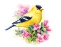 American Goldfinch Bird on the branch with flowers Watercolor Fall Illustration Hand Painted Royalty Free Stock Photo