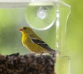 American Gold Finch Royalty Free Stock Photo