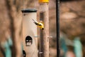 American Gold finch eating from a feeder on a Spring day Royalty Free Stock Photo