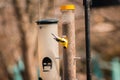 American Gold finch eating from a feeder on a Spring day Royalty Free Stock Photo