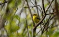 American Gold Finch female breeding colors Royalty Free Stock Photo