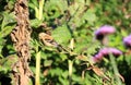 American Gold Finch female feeding on sunflower Royalty Free Stock Photo