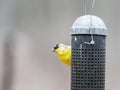 American Gold Finch Royalty Free Stock Photo