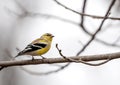 American Gold Finch Royalty Free Stock Photo