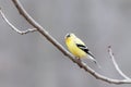 American Gold finch Royalty Free Stock Photo