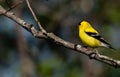 American Gold Finch Male breeding colors Royalty Free Stock Photo