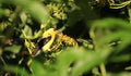 American gold finch male on sunflower Royalty Free Stock Photo