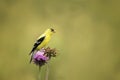 American Gold Finch perched on a flower Royalty Free Stock Photo