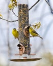 American Gold Finches