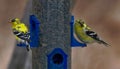 American gold finches on bird feeder