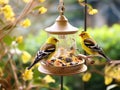 American Gold Finches