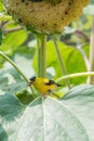 American Gold Finch with a Sunflower Seed Royalty Free Stock Photo