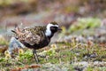 American Golden Plover