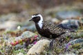 American Golden Plover