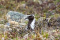 American Golden Plover