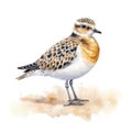 american golden plover Generative Ai