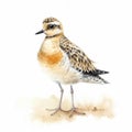 american golden plover Generative Ai