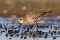 American Golden-Plover (Pluvialis dominica)