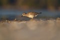 American golden plover resting at seaside