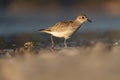 American golden plover resting at seaside