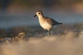 American golden plover resting at seaside