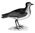 American Golden Plover vintage illustration