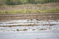 American Golden Plover and White-Faced Ibises Royalty Free Stock Photo