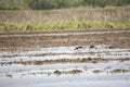 American Golden Plover and White-Faced Ibises Royalty Free Stock Photo