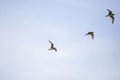 American Golden Plovers