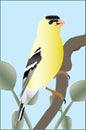 American Goldfinch