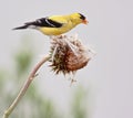 American Goldfinch