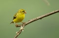 American Goldfinch