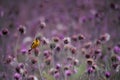 American Goldfinch amongst thistle