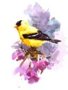American Goldfinch Bird on the branch with flowers Watercolor Fall Illustration Hand Painted Royalty Free Stock Photo