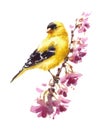 American Goldfinch Bird on the branch with flowers Watercolor Fall Illustration Hand Painted Royalty Free Stock Photo