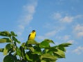 American Goldfinch Bird Looks Forward While Perched on Tree Branch Royalty Free Stock Photo