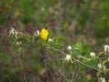 American Goldfinch Bird Male Perched on Long Wildflower Branch Royalty Free Stock Photo