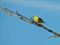 American Goldfinch Bird Perched on a Branch Royalty Free Stock Photo