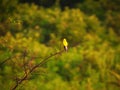 American Goldfinch Bird Perched on a Branch Royalty Free Stock Photo