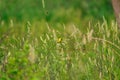 American Goldfinch bird perched on a fallen branch Royalty Free Stock Photo