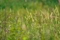 American Goldfinch bird perched on a fallen branch Royalty Free Stock Photo