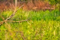 American Goldfinch bird perched on a fallen branch Royalty Free Stock Photo