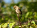 American Goldfinch Bird Perched Sideways on Flower Stem  Biting the Top Royalty Free Stock Photo