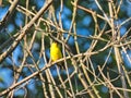 American Goldfinch Bird Perched Among Small Bare Branches