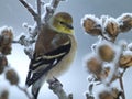 American Goldfinch Bird Perched on Snowy Branch Royalty Free Stock Photo