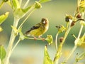 American Goldfinch Bird Perched on a Wildflower Stem with a Piece of Flower in its Beak Royalty Free Stock Photo