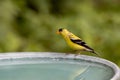 American Goldfinch bird