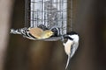 American Goldfinch and a Black Capped Chickadee at bird feeder Royalty Free Stock Photo